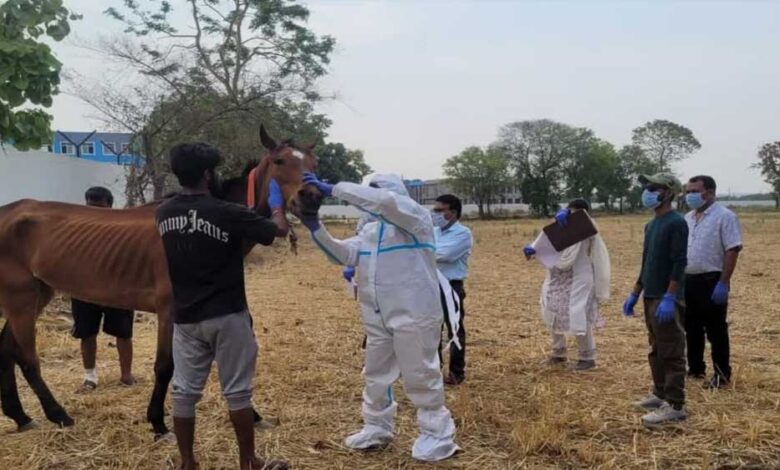 जबलपुर : पनागर के रेस कोर्स में अनजान बीमारी से 8 घोड़ों की मौत, प्रशासन की टीम पता लगा रही मौत की असली वजह