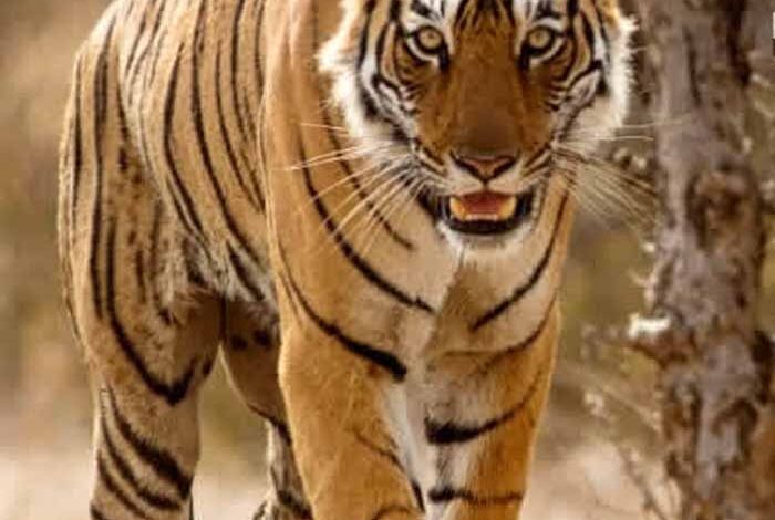 अंतर्राष्ट्रीय जैव विविधता दिवस पर पेंच टाइगर रिजर्व में नया अभियान बाघदेव शुरू